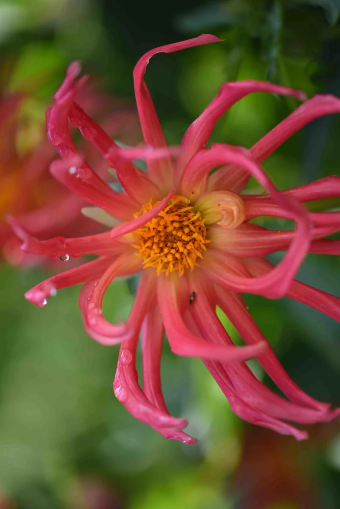 D7500851 c rotated 684x1024